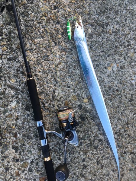 明るくなってもタチウオ